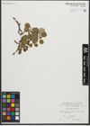 Foto von Salix reticulata L.